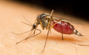 Zika virus, Zika Dallas, Dallas dentist, Venincasa Dental